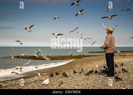 ADLER, Russie 30 mars 2015 - un pensionné prend le temps de vous détendre et de nourrir une abondance de pigeons et mouettes sur le front de mer Banque D'Images