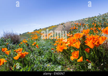 Le printemps à la Californie, des milliers de fleurs fleurir sur les collines de l'Antelope Valley California Poppy préserver Banque D'Images