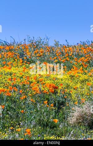 Le printemps à la Californie, des milliers de fleurs fleurir sur les collines de l'Antelope Valley California Poppy préserver Banque D'Images