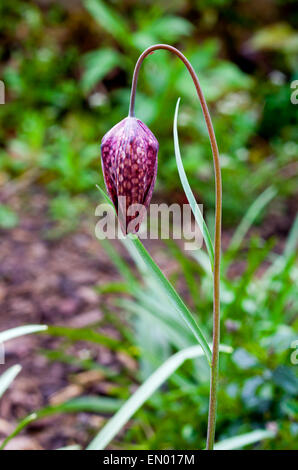 Tête du serpent fritillary ou Fritillaria meleagris une espèce de plantes de la famille de lis Banque D'Images