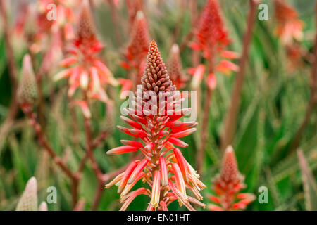 L'Aloe Vera rouge fleurs Close Up Banque D'Images
