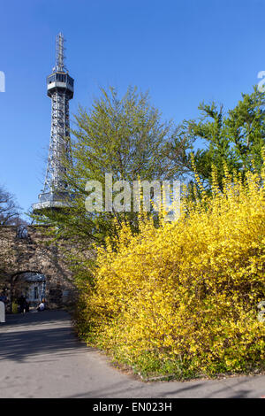 Prague Petrin Lookout Tower View Spring City Park Petrin Hill Prague, République tchèque Petrin Garden Prague Landmark Prague Yellow Forsythia Shrub Banque D'Images