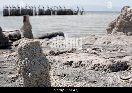 Les pélicans s'asseoir sur le sel-incrustés pylônes ancienne jetée en arrière-plan sur la plage morte au lac Salton. Banque D'Images