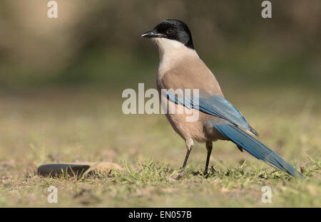 Azure-winged Magpie rivière par Jandula en Andalousie Banque D'Images