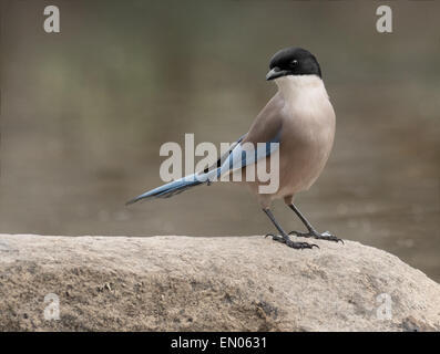 Azure-winged Magpie rivière par Jandula en Andalousie Banque D'Images