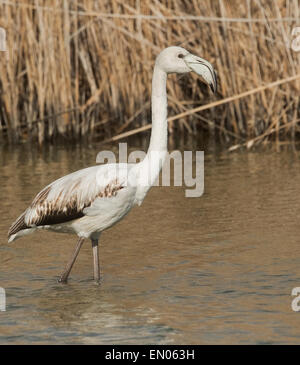 Flamingo juvénile dans l'alimentation de la rivière bordée de roseaux Banque D'Images