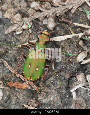 Green Tiger Beetle sur terre brûlée dans le Hampshire Banque D'Images