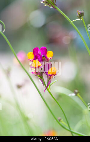 Linaria reticulata flamenco. Fleurs Muflier stimulé Banque D'Images