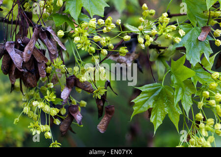 Érable de Norvège, Acer platanoides, fleurs, graines anciennes Banque D'Images