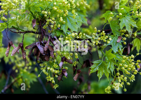 Érable de Norvège, Acer platanoides, fleurs, graines anciennes Banque D'Images