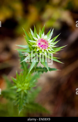 Belle fleur chardon partiellement ouvert (Carduus nutans) dans la campagne italienne Banque D'Images