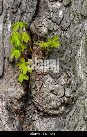 Châtaignier de cheval écorce nouvelles feuilles sur un tronc d'arbre Aesculus hippocastanum écorce République tchèque Banque D'Images