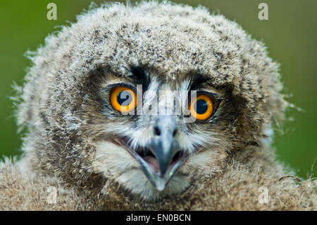 Eurasian Eagle Owl (Bubo bubo), portrait naissant Banque D'Images