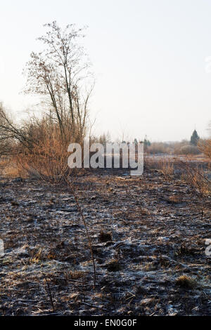 Bush solitaire sur un champ d'herbes brûlées à la journée ensoleillée Banque D'Images