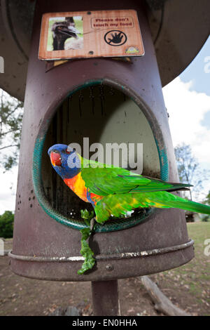 Rainbow Lorikeet, Trichoglossus haematodus moluccanus, Brisbane, Australie Banque D'Images