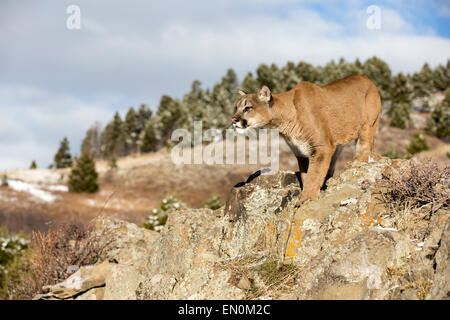 Mountain Lion (Felis concolor) sur un flanc de montagne en hiver Banque D'Images