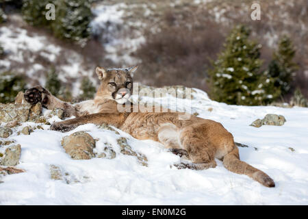 Mountain Lion (Felis concolor) sur un flanc de montagne s'étendant dans la neige en hiver Banque D'Images