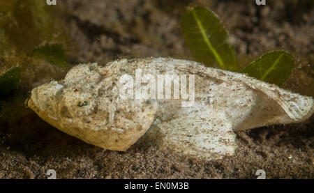 La devil scorpionfish assis dans le sable Banque D'Images