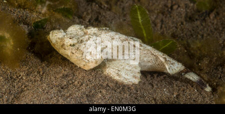 La devil scorpionfish assis dans le sable Banque D'Images