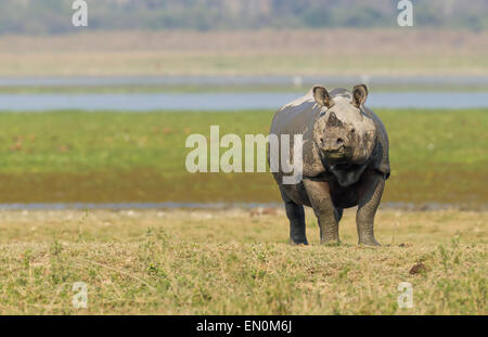 Disparition d'un rhinocéros unicornes ou Rhinoceros unicornis au parc national de Kaziranga, Assam dans une prairie en dehors de l'eau Banque D'Images