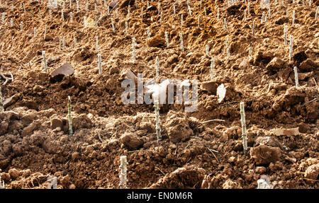 Manioc coupe arbre sur fond ferme dans le sol Banque D'Images