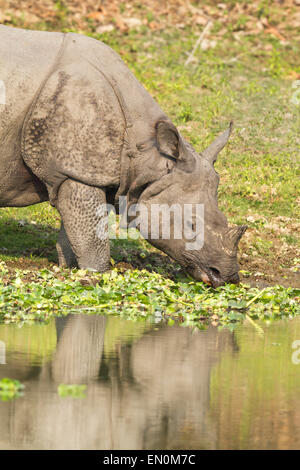 Disparition d'un rhinocéros unicornes ou Rhinoceros unicornis au parc national de Kaziranga, Assam. Banque D'Images