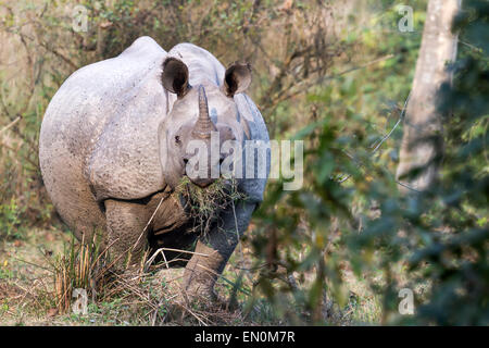Disparition d'un rhinocéros unicornes ou Rhinoceros unicornis au parc national de Kaziranga, Assam, Inde Banque D'Images