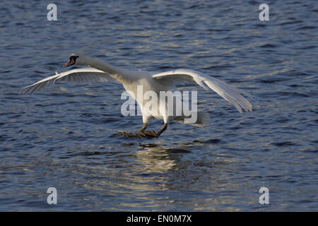 Cygne Muet pour atterrir sur un lac, Galway, Irlande. Première image d'une séquence de 3. Banque D'Images