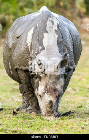 Une disparition Horned Rhino Rhinoceros unicornis ou au parc national de Kaziranga, Assam. Banque D'Images