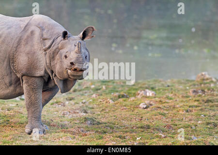 Disparition d'un rhinocéros unicornes ou Rhinoceros unicornis près de l'eau au parc national de Kaziranga, Assam. Banque D'Images