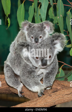 Koala, Mère et Joey, Phascolarctos cinereus, Brisbane, Australie Banque D'Images