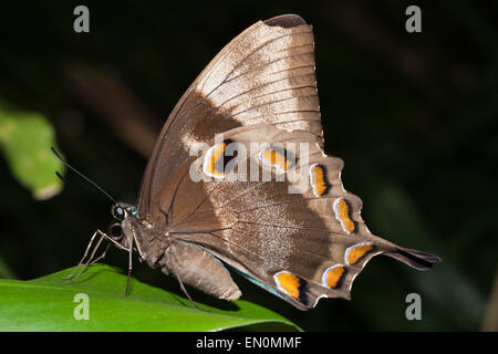 Papillon Papilio ulysses Ulysses, joesa, Queensland, Australie Banque D'Images