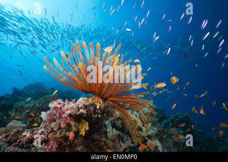 Reef scène avec des poissons et des crinoïdes, Grande Barrière de Corail, Australie Banque D'Images