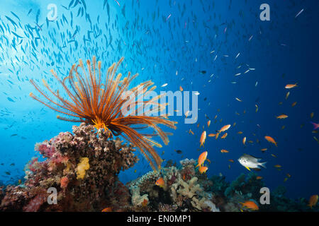 Reef scène avec des poissons et des crinoïdes, Grande Barrière de Corail, Australie Banque D'Images
