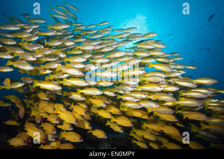 Banc de vivaneaux obèse et Fivelined Snapper Lutjanus lutjanus, Grande Barrière de Corail, Australie Banque D'Images