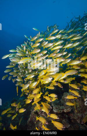 Banc de vivaneaux obèse et Fivelined Snapper Lutjanus lutjanus, Grande Barrière de Corail, Australie Banque D'Images