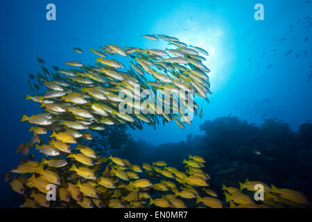 Banc de vivaneaux obèse et Fivelined Snapper Lutjanus lutjanus, Grande Barrière de Corail, Australie Banque D'Images