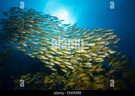 Banc de vivaneaux obèse et Fivelined Snapper Lutjanus lutjanus, Grande Barrière de Corail, Australie Banque D'Images