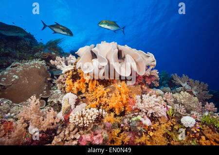 Riche en espèces de coraux, Osprey Reef, Mer de Corail, Australie Banque D'Images