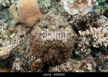 Synanceia verrucosa poisson-pierre, corail, Osprey Reef, Mer de Corail, Australie Banque D'Images