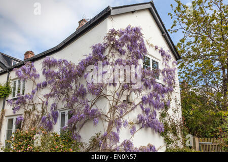 Glycine en fleurs fleurs de couleur lavande sur le côté de la Chambre au printemps Banque D'Images