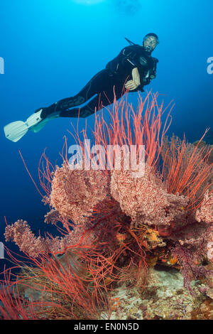 Plongée sous marine sur les récifs coralliens, Osprey Reef, Mer de Corail, Australie Banque D'Images