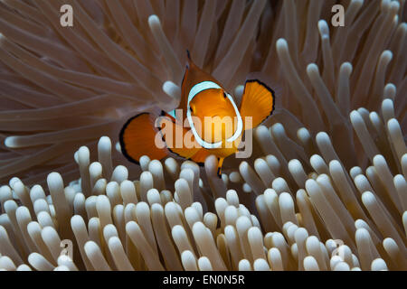 Amphiprion percula Clown, poisson clown, Grande Barrière de Corail, Australie Banque D'Images
