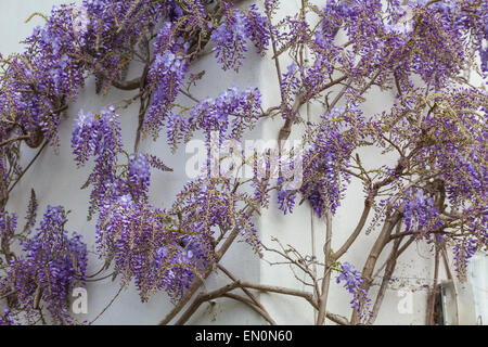 Glycine en fleurs fleurs de couleur lavande sur le côté de la Chambre au printemps Banque D'Images