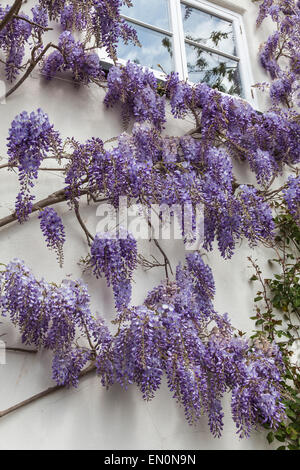 Glycine en fleurs fleurs de couleur lavande sur le côté de la Chambre au printemps Banque D'Images