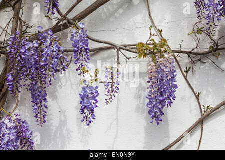 Glycine en fleurs fleurs de couleur lavande sur le côté de la Chambre au printemps Banque D'Images