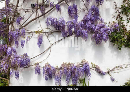 Glycine en fleurs fleurs de couleur lavande sur le côté de la Chambre au printemps Banque D'Images