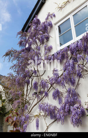 Glycine en fleurs fleurs de couleur lavande sur le côté de la Chambre au printemps Banque D'Images