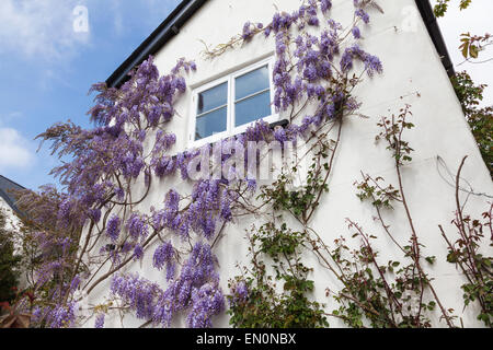 Glycine en fleurs fleurs de couleur lavande sur le côté de la Chambre au printemps Banque D'Images