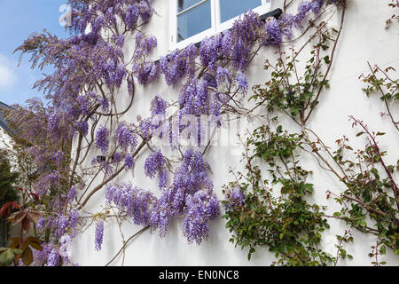 Glycine en fleurs fleurs de couleur lavande sur le côté de la Chambre au printemps Banque D'Images